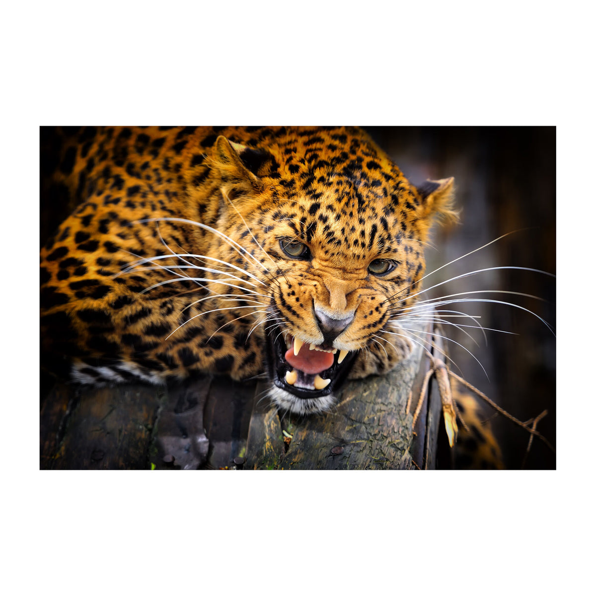 Jaguar Wallpaper Vinyl Decal Decor - Home Bedroom Peel And Stick Removable Art Wall Paper Sticker.