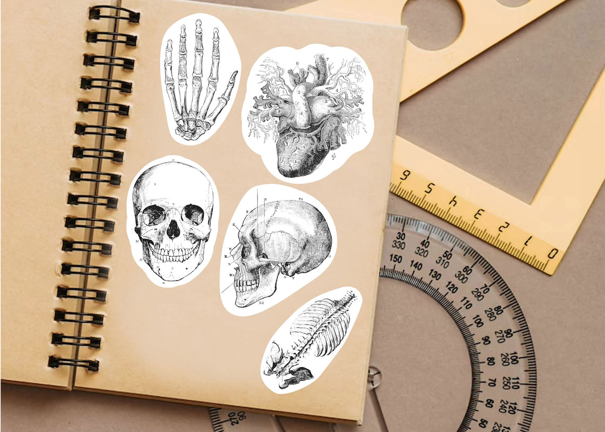 Product gallery view of Anatomy Skeleton Decals.
