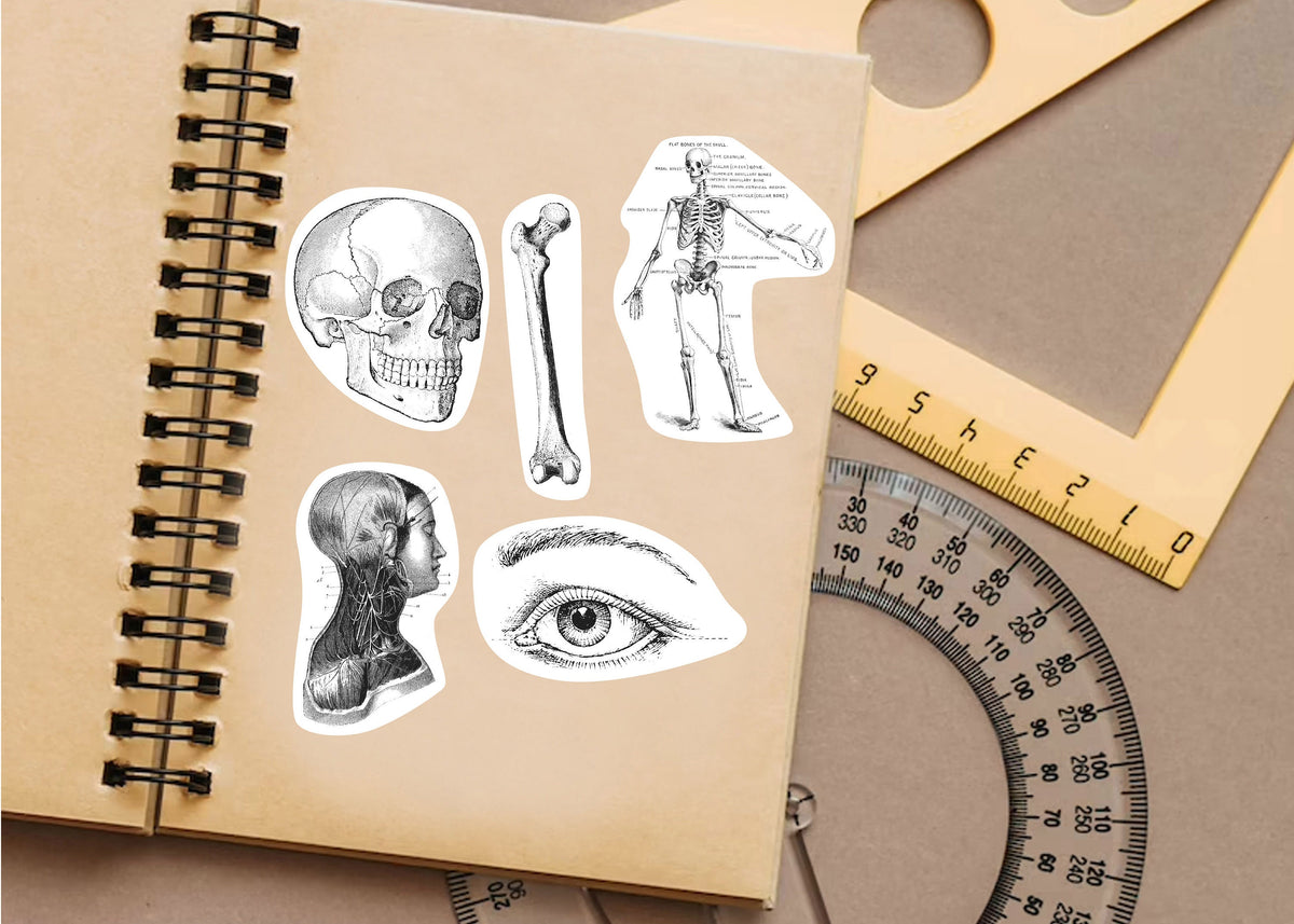 Anatomy Stickers for Hydroflask - Anatomical Decals Gift for Doctors and Medical Students.