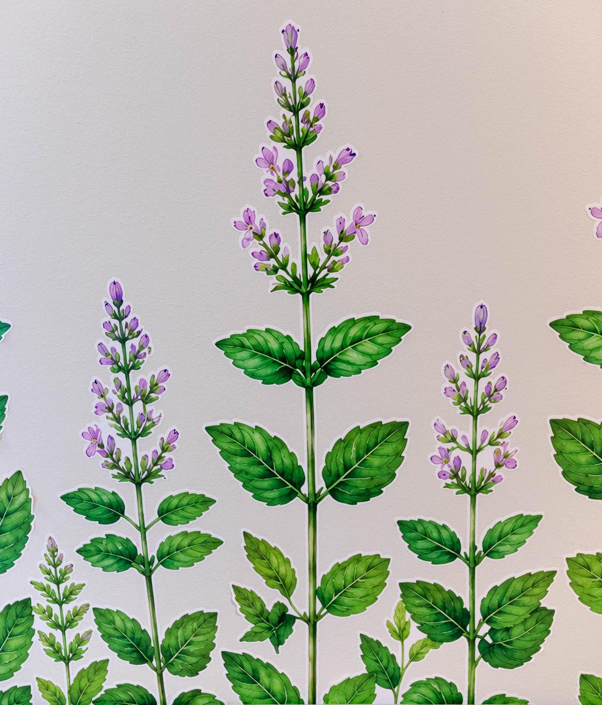 Peppermint Herb Border Wall Vinyl Decal displayed in a room setting.