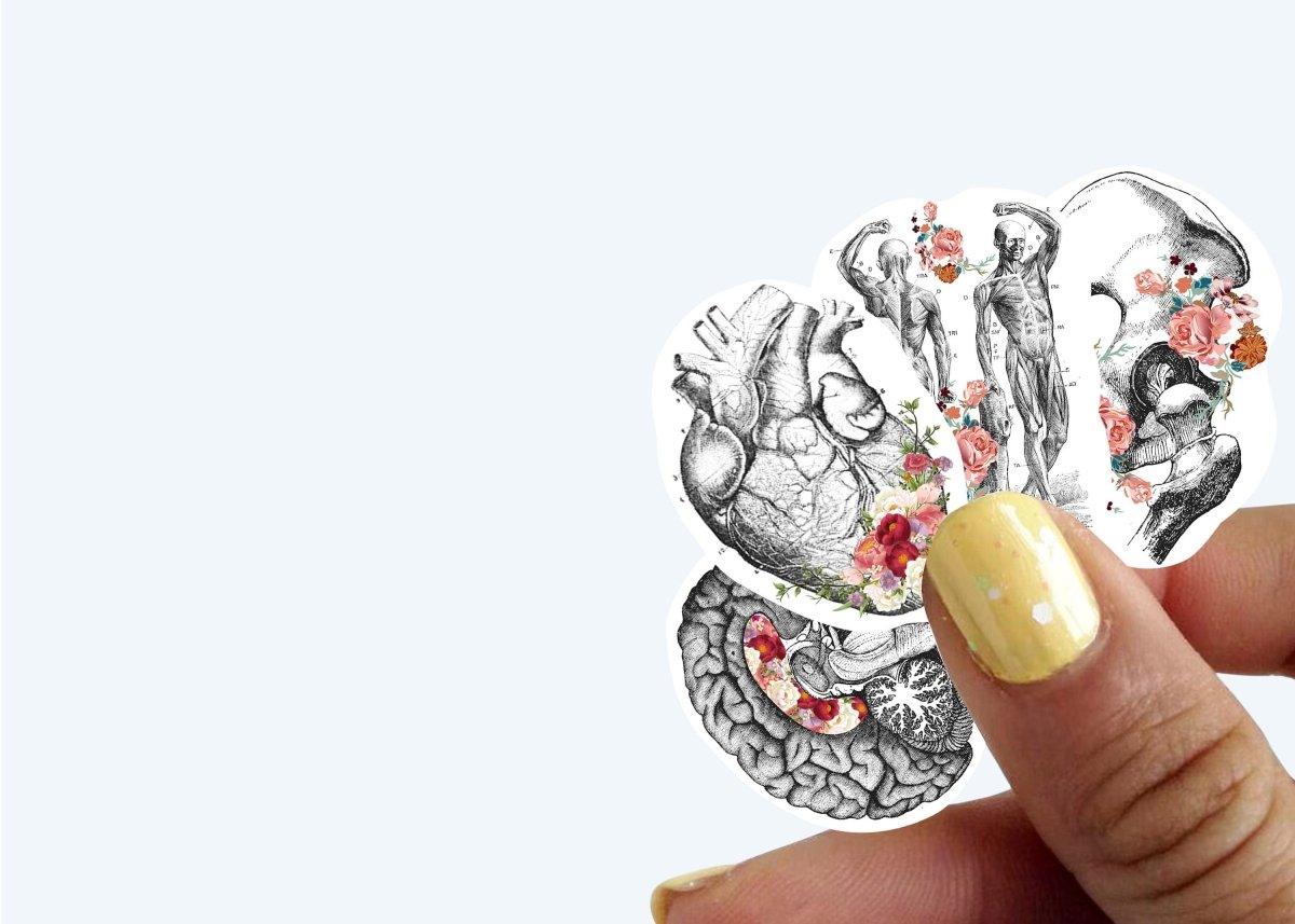 Hand holding vinyl anatomy stickers featuring heart, brain, and floral designs for Hydroflask decoration.