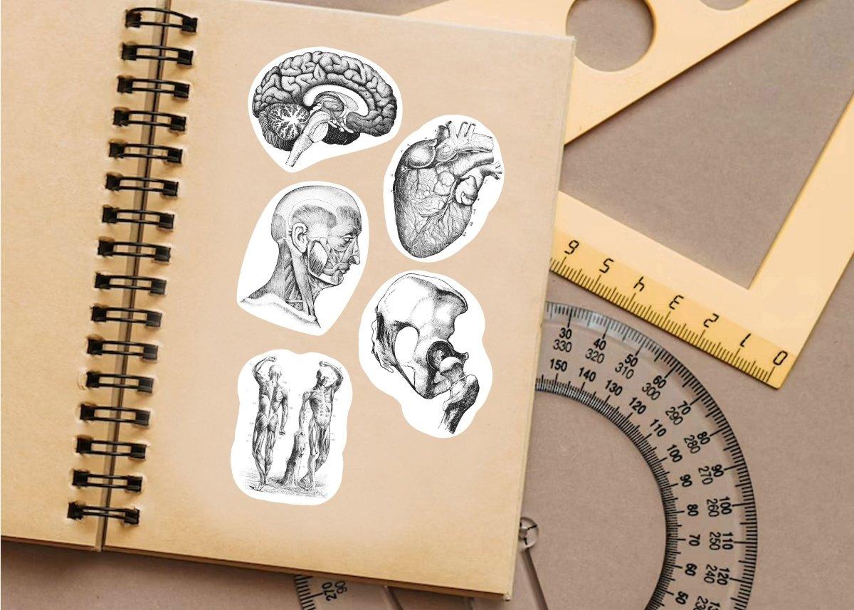 Anatomy vinyl decals on a notebook, showcasing human anatomy illustrations for science lovers.