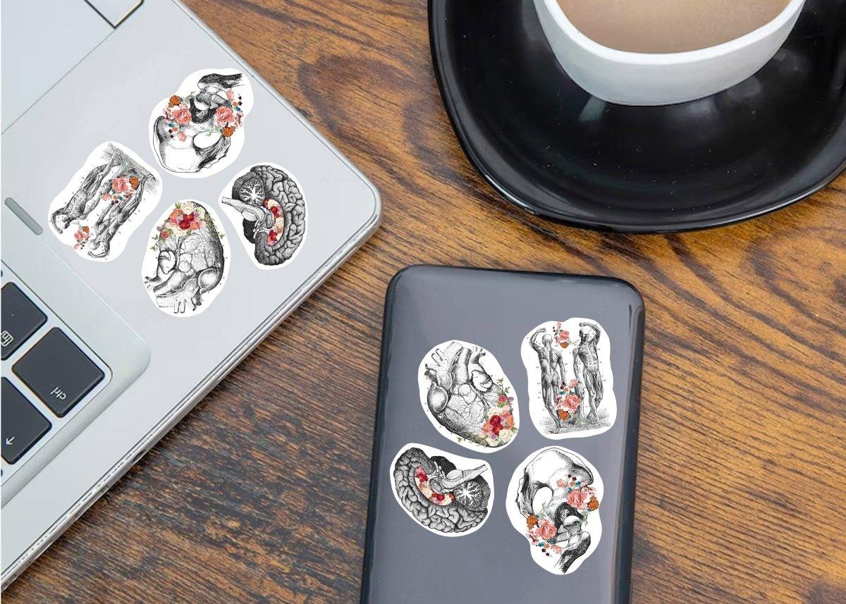 Anatomy vinyl decals on a laptop and phone, showcasing intricate human anatomy illustrations.