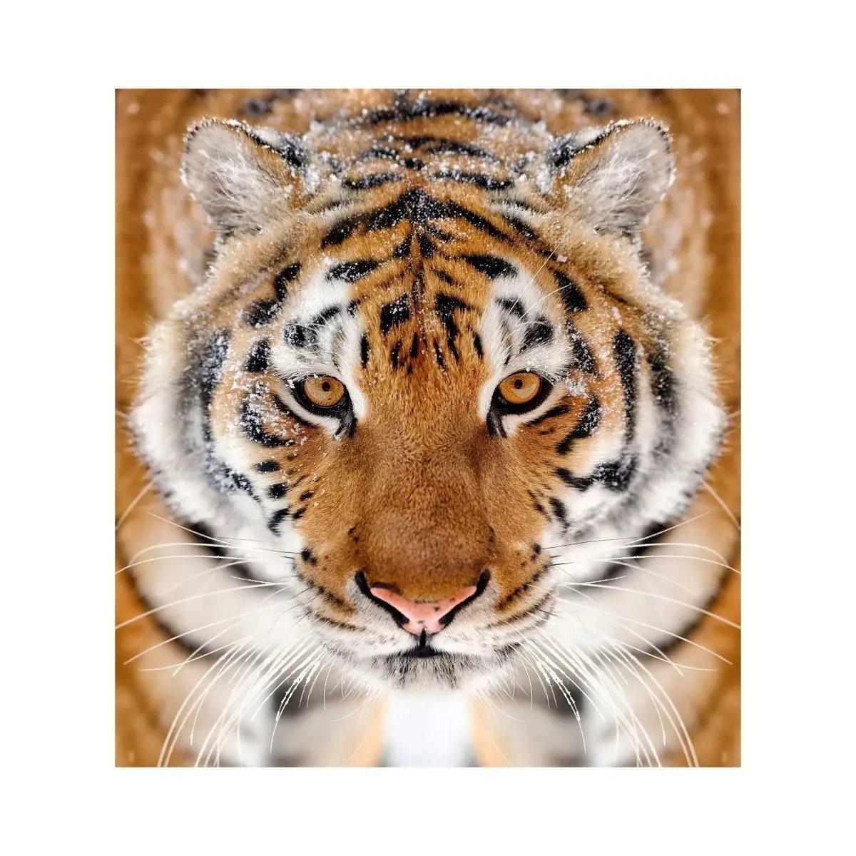 Close-up of a majestic tiger with striking features.