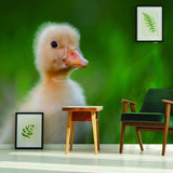 Adorable vinyl duck wall sticker featuring a baby duck against a lush green background in a stylish home setting.