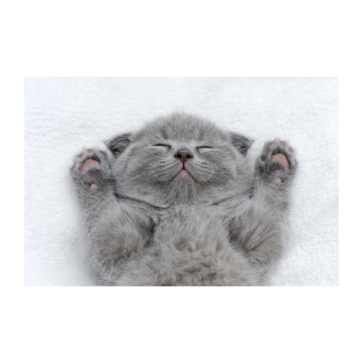 Cat Wallpaper Vinyl Decal Decor - Home Bedroom Peel And Stick Removable Gray Kitten Art Wall Sticker.