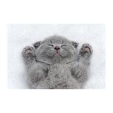 Cat Wallpaper Vinyl Decal Decor - Home Bedroom Peel And Stick Removable Gray Kitten Art Wall Sticker.