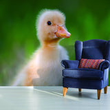 Alternate product presentation of Duck Wallpaper Vinyl Decal Decor.