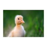 Duck Wallpaper Vinyl Decal Decor - Home Bedroom Peel And Stick Removable Art Wall Paper Sticker.