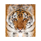 Tiger Wallpaper Stick And Peel Decal - 3d Orange Head Removable Wall Paper Sticker.