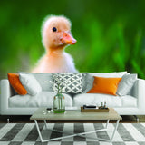 Alternate gallery view of Duck Wallpaper Vinyl Decal Decor.