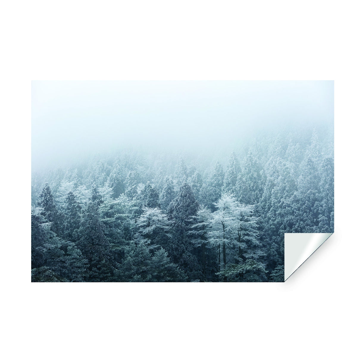 Foggy Forest Wallpaper Decal - Landscape Tree Wall Paper Mural Self Peel And Stick Sticker.