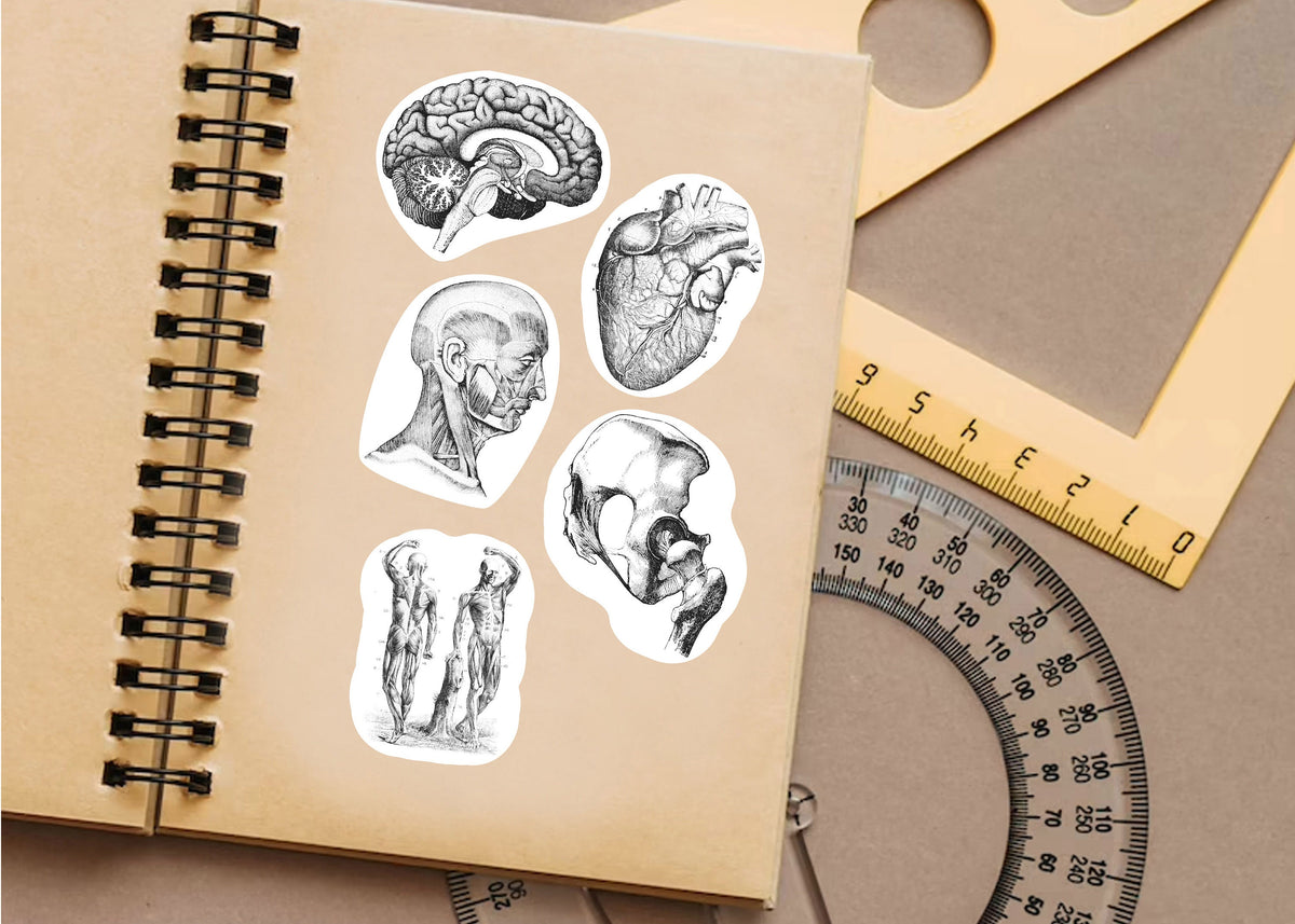 Alternate product view of Anatomy Stickers for Hydroflask.