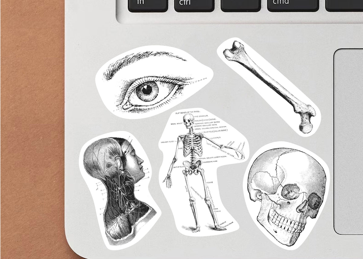 Additional product view of Anatomy Stickers for Hydroflask.