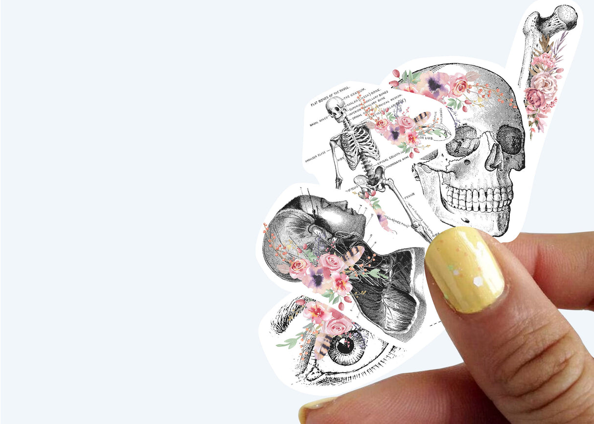 Alternate product presentation of Anatomy Stickers for Hydroflask.