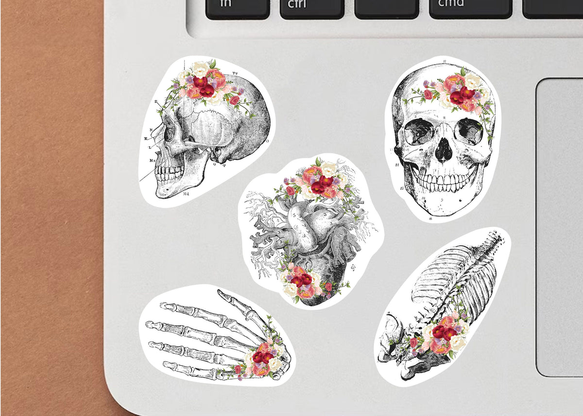 Product detail view of Anatomy Skeleton Decals.