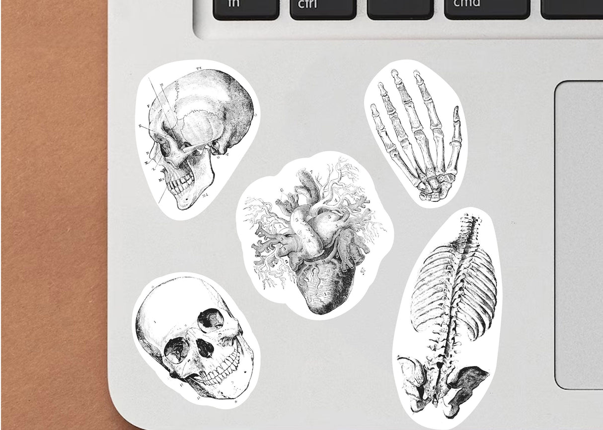 Additional product detail of Anatomy Skeleton Decals.