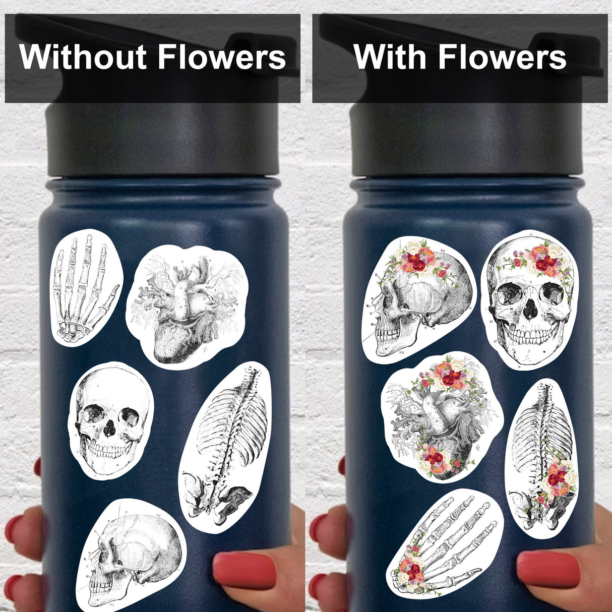 Anatomy Skeleton Decals - Medical School Decor.