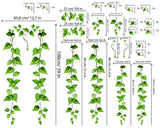 Alternate product view of the hanging green ivy vine wall sticker.
