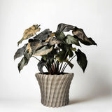 3D printed zig zag planter cover with potted plant in a minimalist design.
