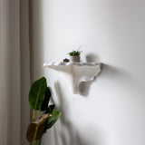 Product presentation view of Turkey Tail Mushroom Shelf.