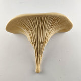3D Printed Galerina Mushroom Shelf shown in the product image.