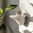 A matte white 3D printed wall shelf inspired by the shape of a mushroom (Artist’s Conk).
