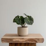 Additional product view of 3D Printed Ribbed Indoor Planter.