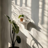 Product presentation view of 3D Printed Artist's Conk Wall Shelf.