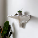 Alternate product presentation of Turkey Tail Mushroom Shelf.