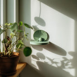 Alternate product view of 3D Printed Frog Wall Shelf.
