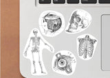 Set of anatomical laptop stickers featuring a skeleton, skull, and other human body designs.