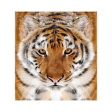 Close-up of a majestic tiger with striking features.