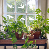 Window with FeatherGuard bird safety decals surrounded by potted greenery, enhancing home decor and bird protection.