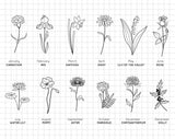 Illustration of birth flowers for each month: Carnation, Iris, Daffodil, Daisy, Lily of the Valley, Rose, and more.